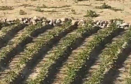 На дні Каховського водосховища, де раніше була вода, люди посадили городину