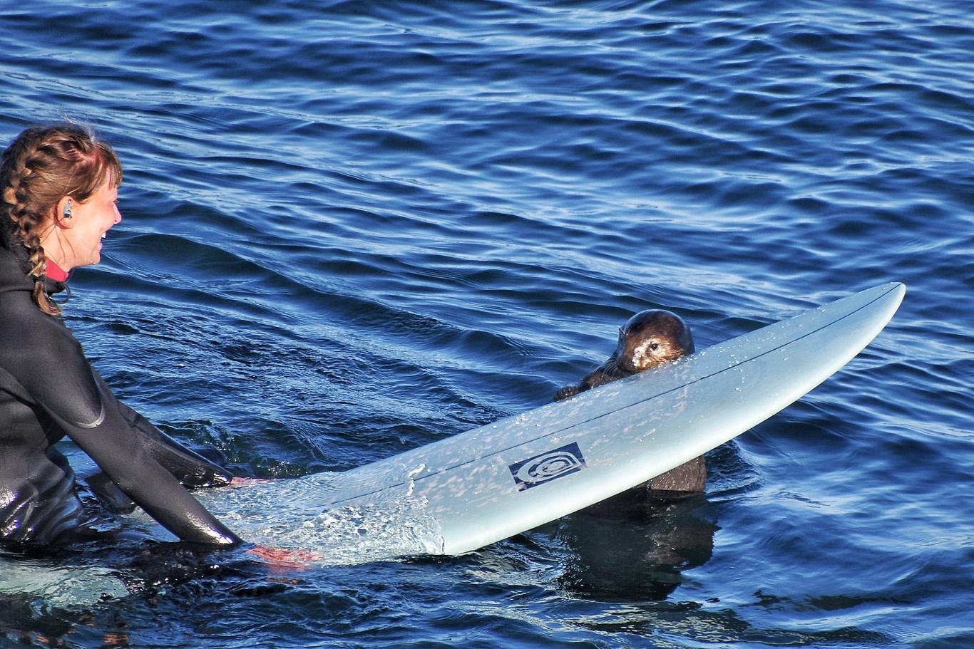 У США пʼятирічна видра атакує дошки серфінгистів