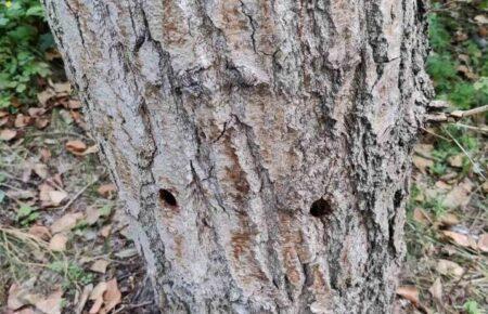 Вздовж проспекту Шухевича в Києві невідомі пошкодили понад 100 дерев (ФОТО)