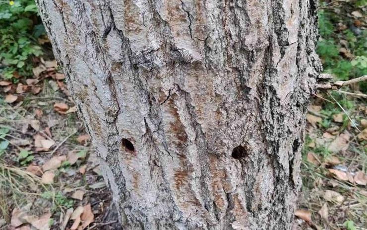 Вздовж проспекту Шухевича в Києві невідомі пошкодили понад 100 дерев (ФОТО)