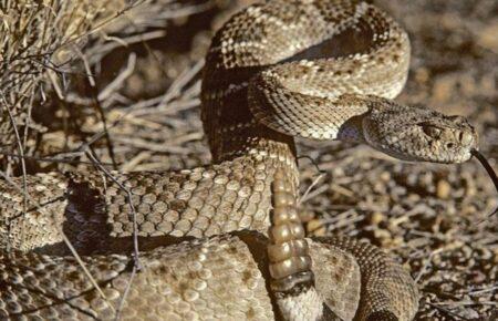 Змії допомагають одне одному долати стрес — дослідження