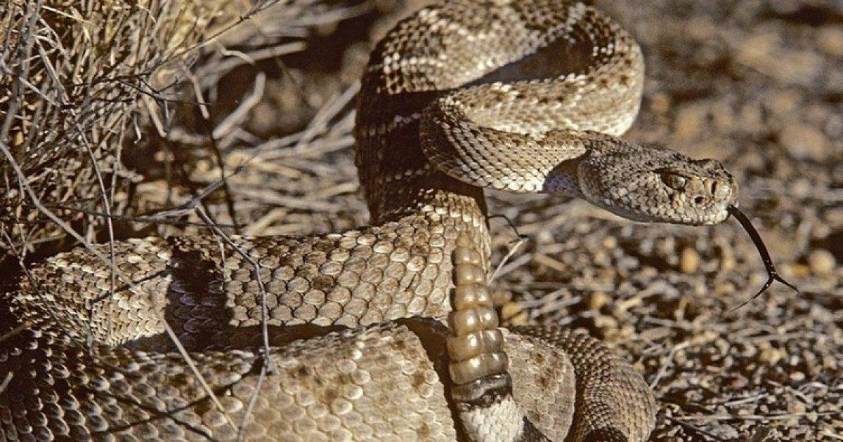 Змії допомагають одне одному долати стрес — дослідження