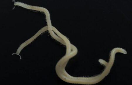 У Каліфорнії знайшли нову істоту — без очей, але з 486 ногами