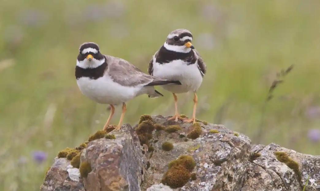 Пташині пари розпадаються через сексуальну нерозбірливість або тривалу розлуку — дослідження