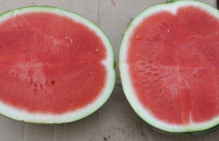 На Херсонщині суттєво збільшили площу під вирощування кавунів