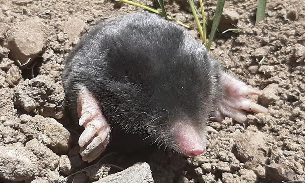 У Туреччині виявили два нові види кротів