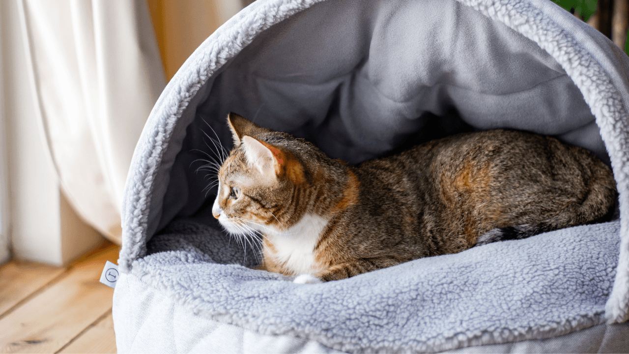 Домик для кота: как выбрать уютное место для отдыха вашего питомца?