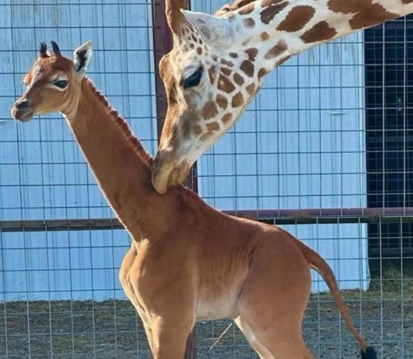 У зоопарку США народився рідкісний жираф — у нього немає плям