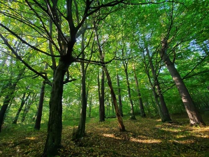 Апеляційний суд вирішуватиме, чи повернуть Києву 3000 га Біличанського лісу — правозахисник 