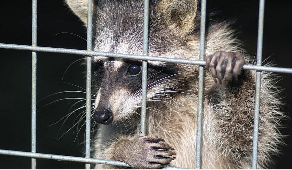 В Литве запретили деятельность пушных ферм