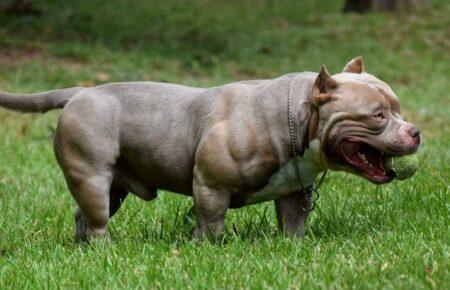 У Британії заборонили собак породи американський буллі XL