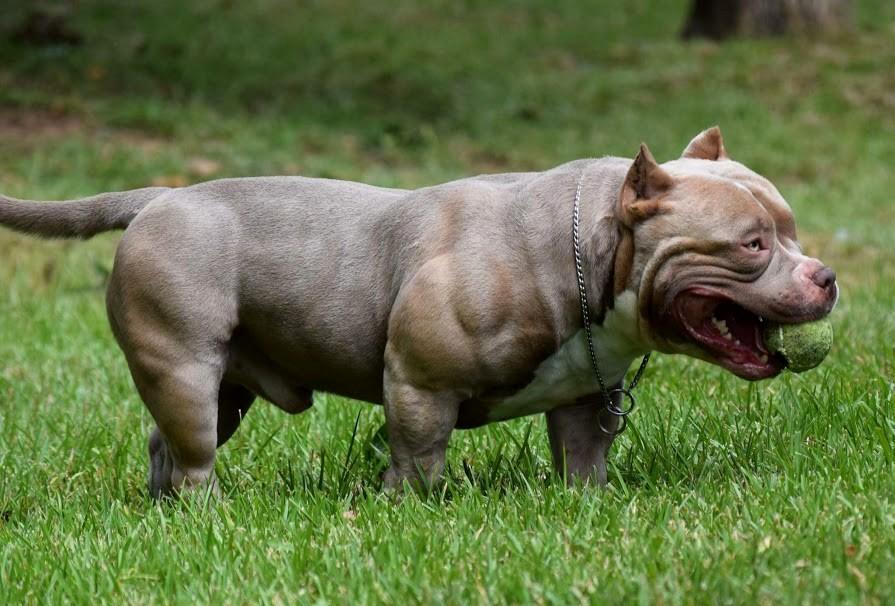 У Британії заборонили собак породи американський буллі XL