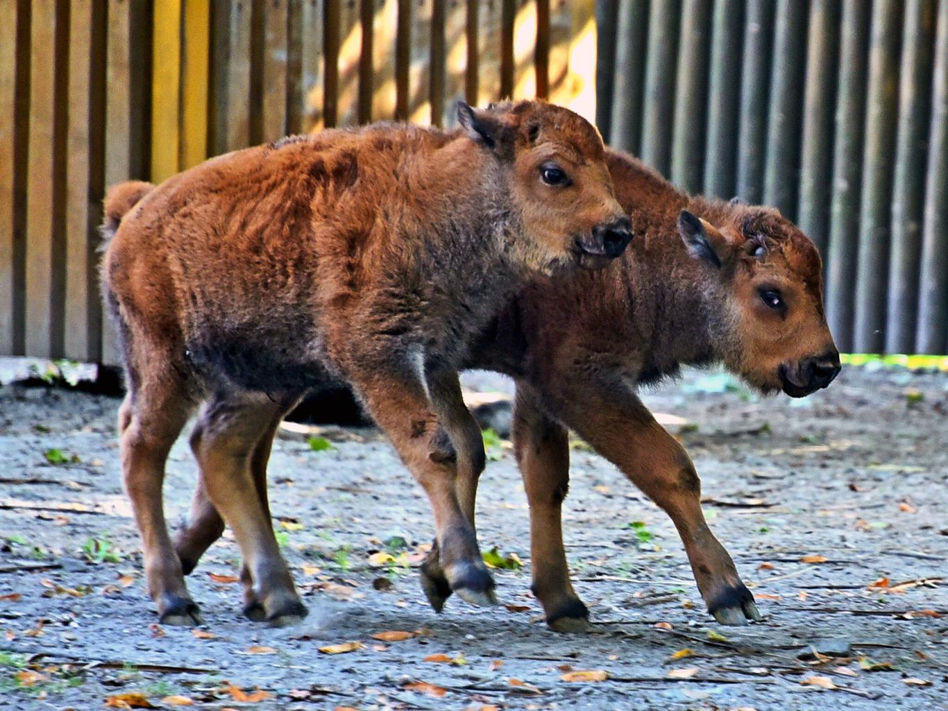 У Київському зоопарку народилися дитинчата бізона