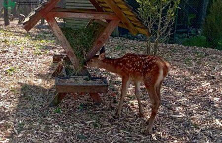 На заході України будують центри реабілітації поранених диких тварин — заступник міністра Міндовкілля