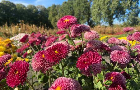 У столичному ботсаду Гришка — сезон цвітіння хризантем