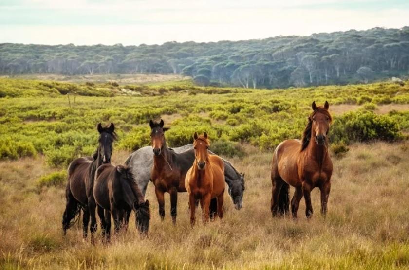 В австралійському парку Косцюшко вбʼють понад 15 тисяч диких коней