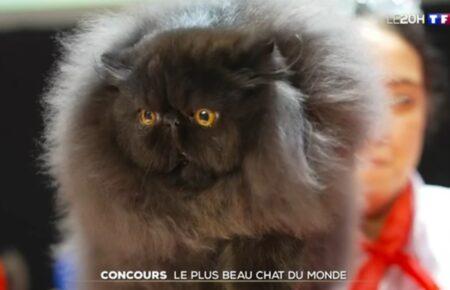 У Страсбурзі обрали найкрасивіших котів світу