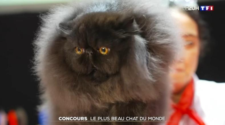 В Страсбурге выбрали самых красивых котов мира