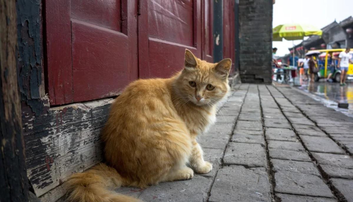 У Китаї врятували тисячу котів від забою