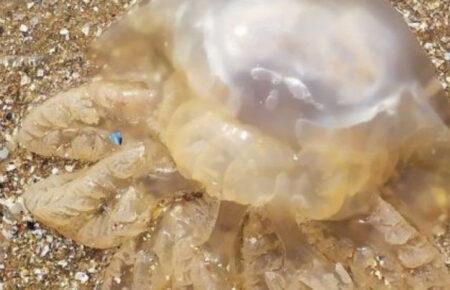 У Маріуполі на пляжі викидає мертвих медуз, такого ніколи не було в цю пору — Андрющенко