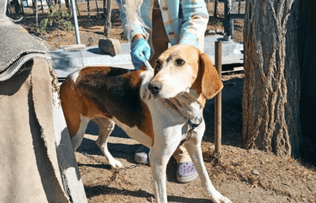 «Up to 10 dogs can be found around every gas station»: AMIC ENERGY and «12 Vartovykh» foundation joined forces to save stray animals