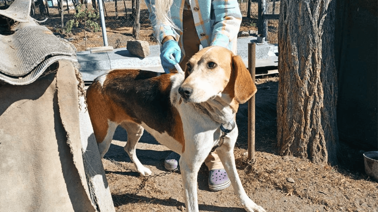 «Up to 10 dogs can be found around every gas station»: AMIC ENERGY and «12 Vartovykh» foundation joined forces to save stray animals