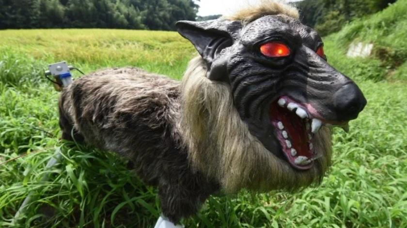 У Японії вовки-роботи відганяють ведмедів від сіл