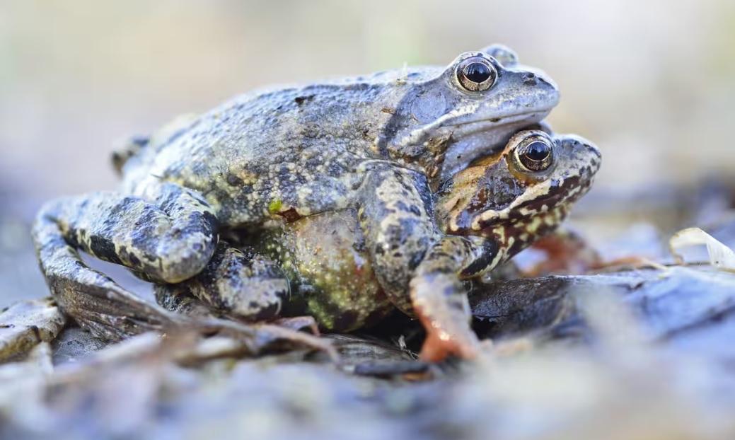 Жаби імітують смерть, щоб уникнути домагань самців — дослідження
