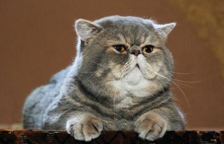 Коти мають майже 300 унікальних виразів морди — дослідження