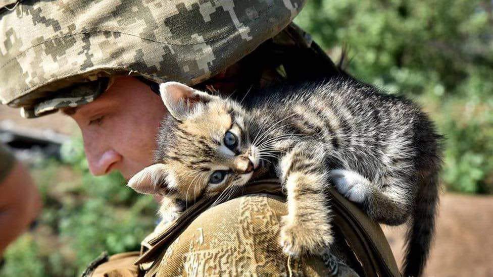 Військові на позиціях стають для тварин острівцем безпеки — UAnimals