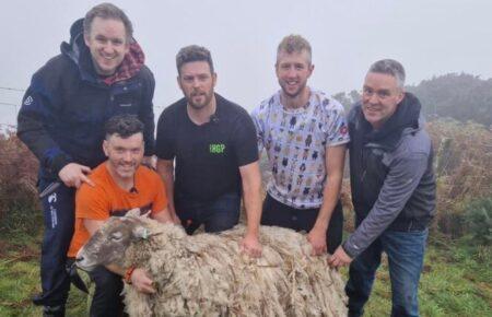 У Шотландії врятували «найсамотнішу вівцю Британії»