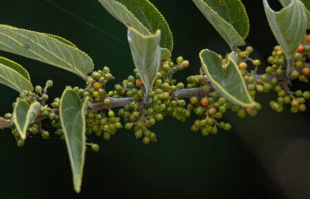 Исследователи обнаружили соединение каннабиса в бразильском кустарнике
