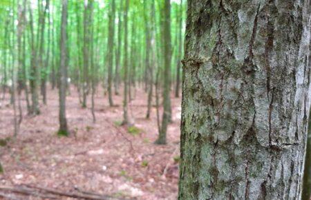 На Ривненщине уволили всех руководителей лесхозов