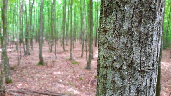 На Рівненщині звільнили усіх керівників лісгоспів