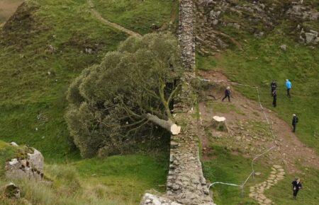 Через вирубку знаменитого дерева з фільму про Робіна Гуда заарештували ще двох людей