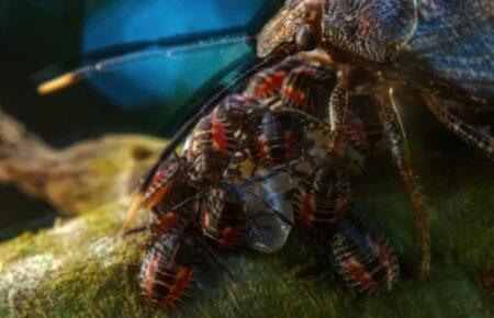 Фото про материнську любов комах стало переможцем European Wildlife Photographer of the Year