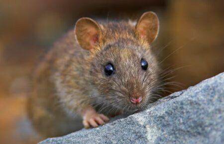 Дослідники довели, що щури мають уяву