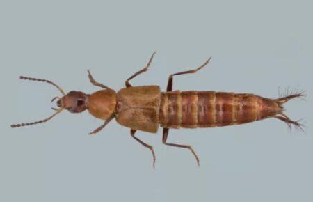 Жуків із геніталіями у формі відкривачки для пива назвали на честь компанії Carlsberg