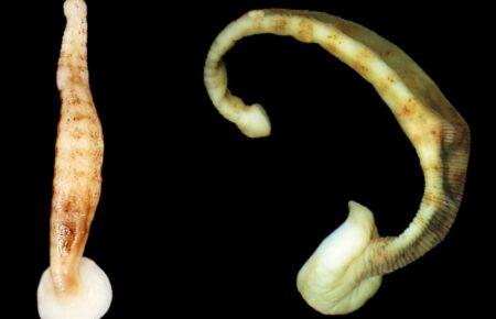 Українські вчені відкрили новий вид пʼявок з Антарктики