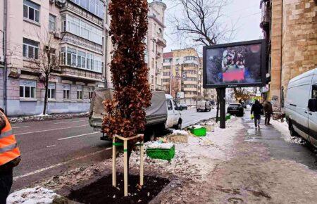 У столиці невідомі знищили дуб, висаджений у пам'ять про Романа Ратушного