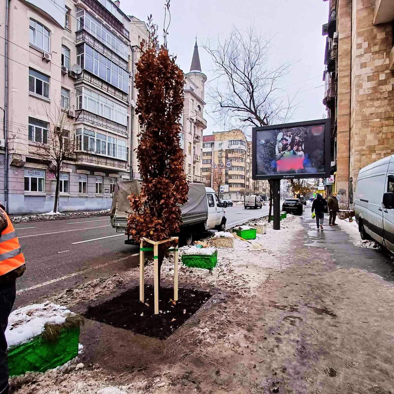 У столиці невідомі знищили дуб, висаджений у пам'ять про Романа Ратушного