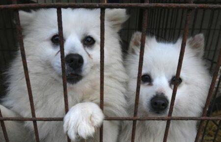 Південна Корея ухвалила закон про заборону торгівлі собачим м’ясом