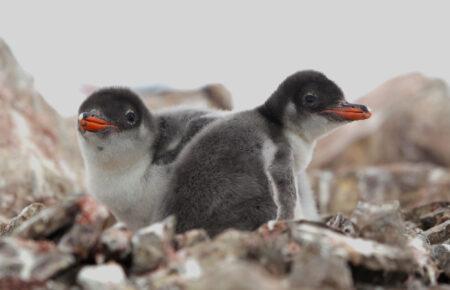 Біля української станції «Академік Вернадський» нарахували 750 маленьких пінгвіненят