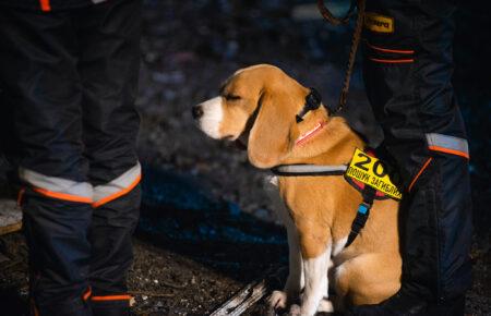 More than a hundred body remains found by dogs of the «Antares» dog unit in Pokrovsk and Rivne, Donetsk region