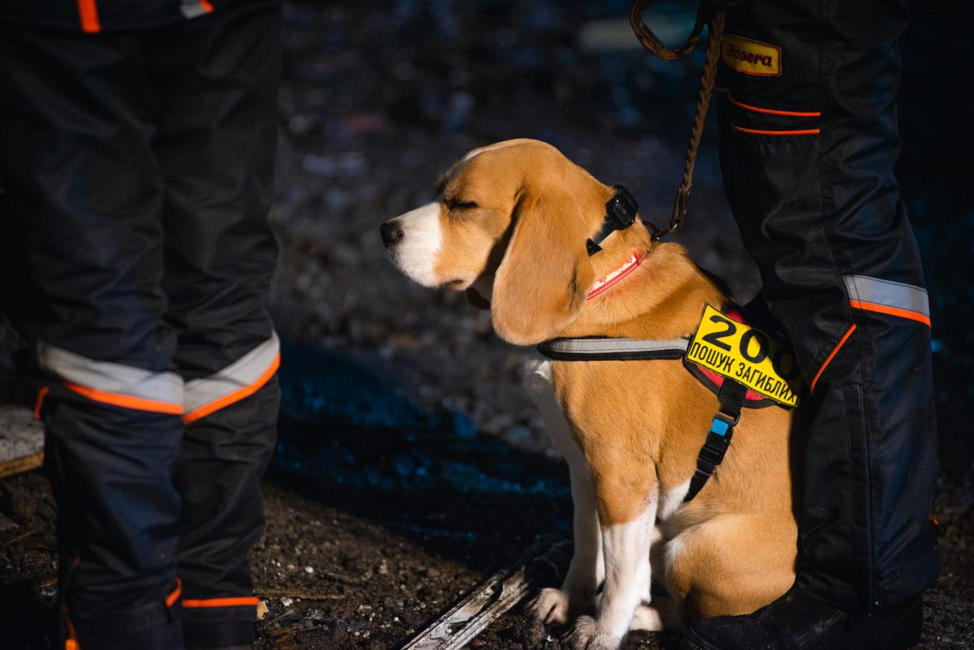 More than a hundred body remains found by dogs of the «Antares» dog unit in Pokrovsk and Rivne, Donetsk region