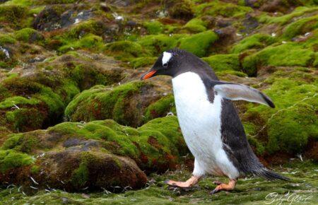 Українські полярники показали зелене літо в Антарктиці