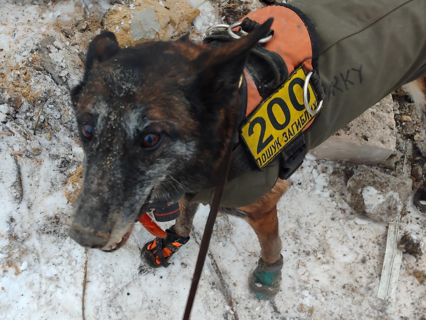 Понад сотню решток тіл загиблих знайшли собаки кінологічного загону «Антарєс» у Покровську та Рівному на Донеччині