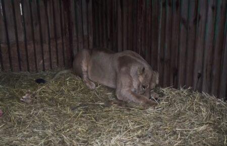 Lioness injured in Kyiv region amid Russian shelling (VIDEO)