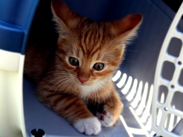 Як поводитися з домашніми улюбленцями під час тривог