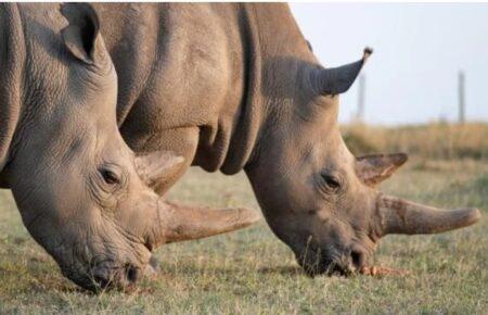 Вперше у світі носорога запліднили за допомогою ЕКЗ